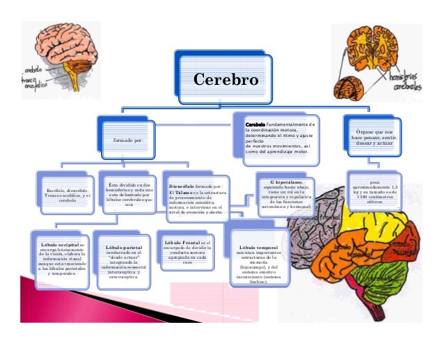 El Cerebro Humano Partes