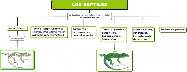 Cuadro Sinoptico de los Reptiles