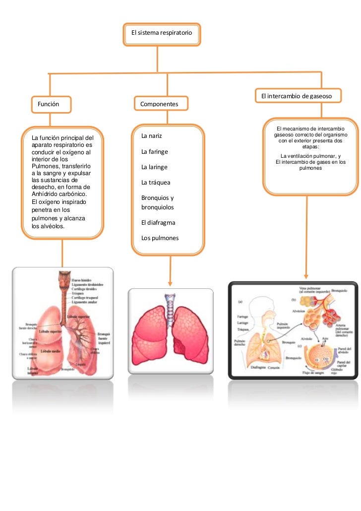 Cuadro Sin Ptico Sobre El Aparato Respiratorio Cuadro Comparativo