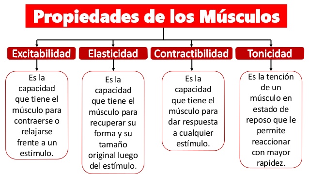 Cuadro sinóptico sistema muscular