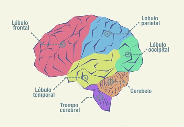 Cuadro Sinóptico Sobre El Cerebro Y Características Cuadro Comparativo 9791