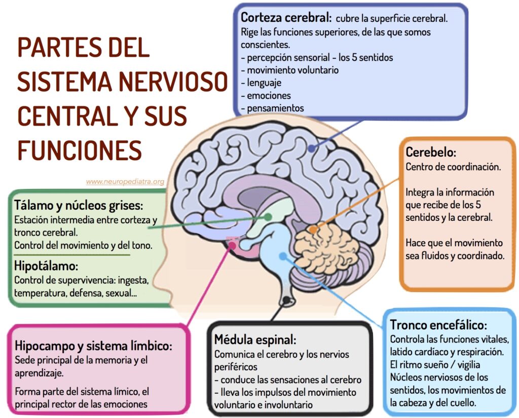 Funciones del sistema nervioso