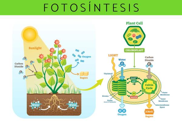 La Fotosíntesis