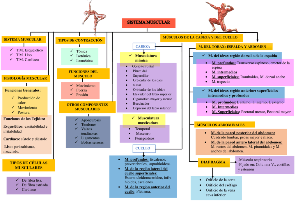 Cuadros Sinópticos sobre el Sistema Muscular - Cuadro Comparativo