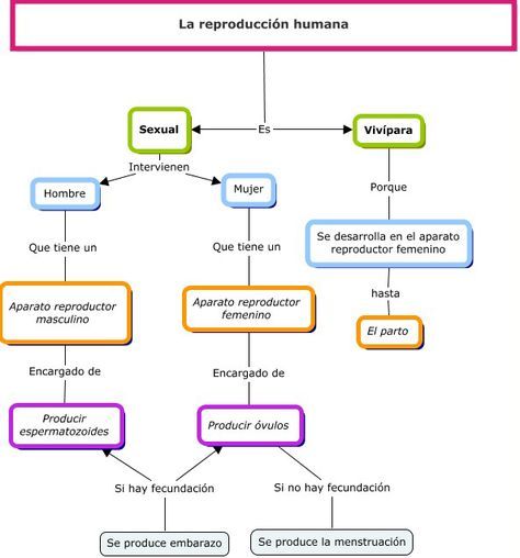 Mapas mentales sobre el Aparato Reproductor Femenino - Cuadro Comparativo