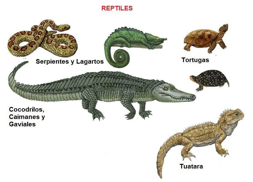 Reptiles definicion