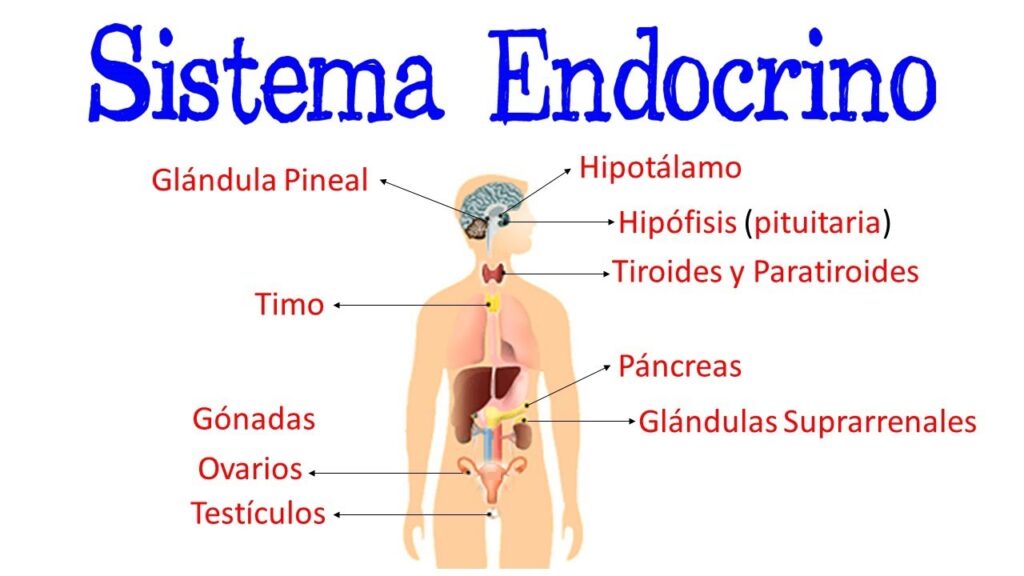 Sistema Endocrino funciones