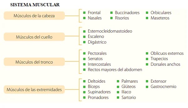 Sistema Muscular Mapa Conceptual 2