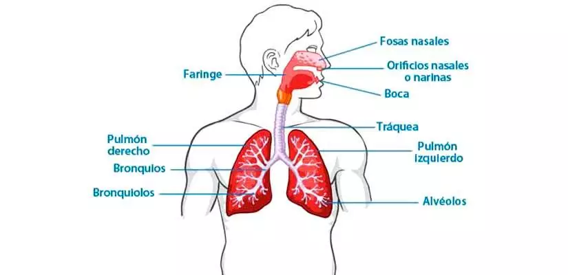 Sistema Respiratorio 1