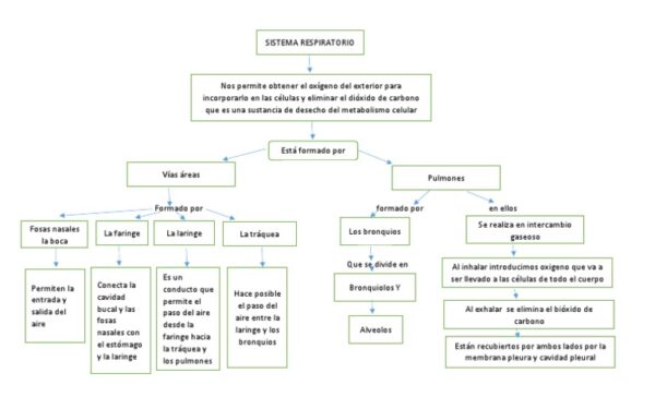 Cuadro Sin Ptico Sobre El Aparato Respiratorio Cuadro Comparativo