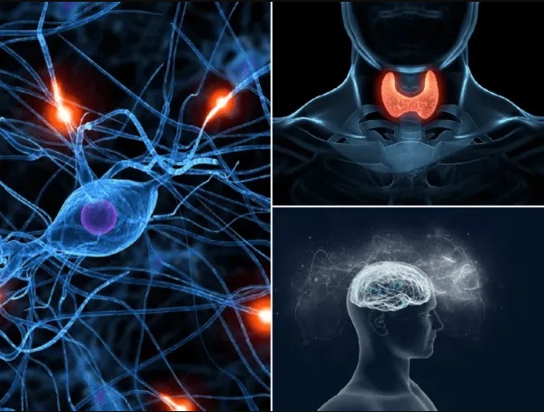 Sistema nervioso y sistema endocrino