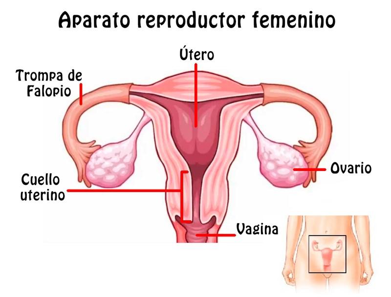 Mapas mentales sobre el Aparato Reproductor Femenino