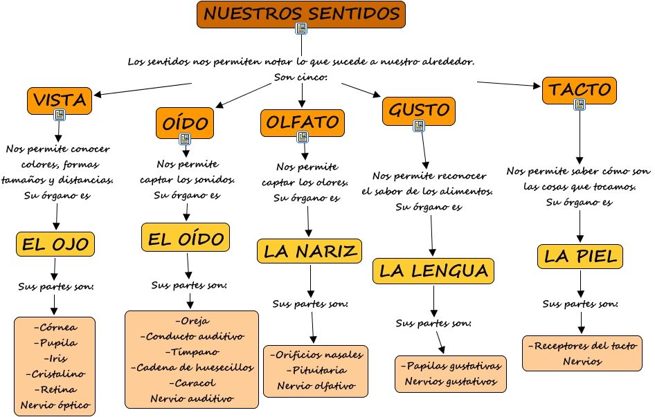 cuadro sinoptico los cinco sentidos 1