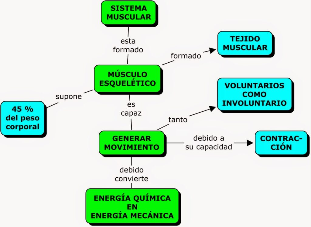 sistema muscular mapa conceptual 1