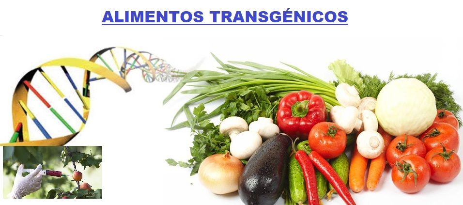 Alimentos transgenicos que son