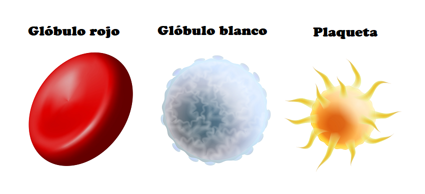 Celulas sanguineas cuadro comparativo2