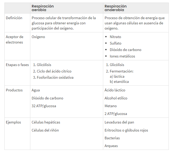 Respiracion aerobia y anarobia Cuadro Comparativo