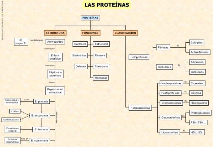 Cuadro Sinoptico Proteinas2