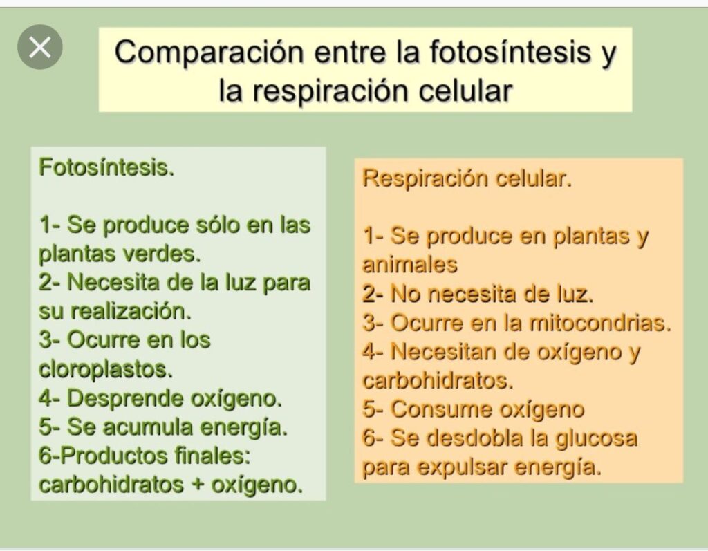 Cuadro comparativo respiracion celular y fotosintesis