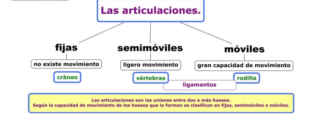 Cuadro sinoptico sistema articular