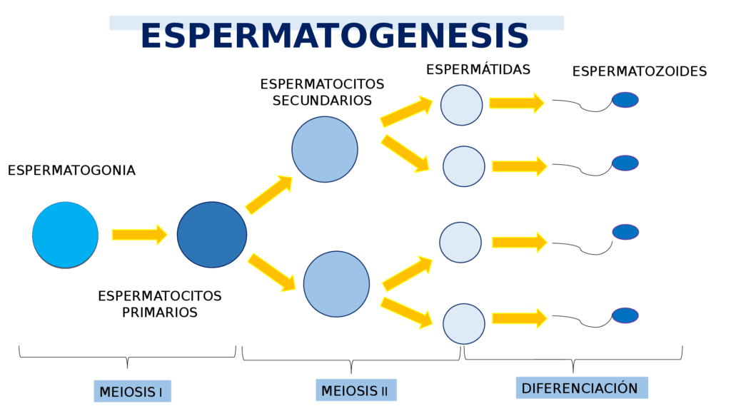 Espermatogenesis proceso