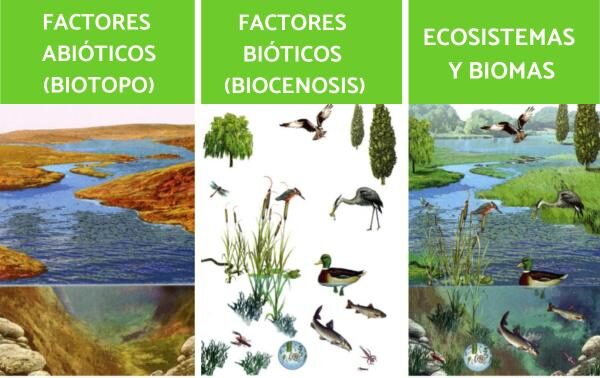 Factores abioticos Caracteristicas