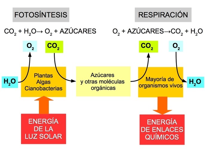 Cuadro comparativo respiracion celular y fotosintesis