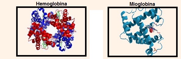 Hemoglobina y mioglobina