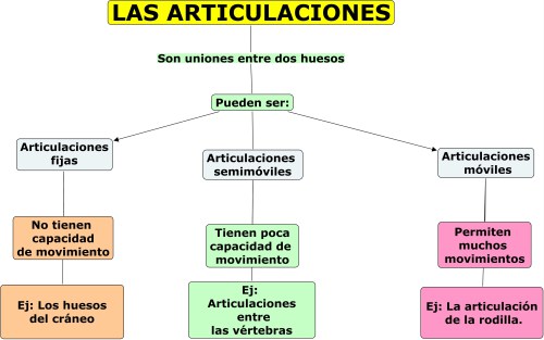 Las articulaciones en Cuadro Sinoptico