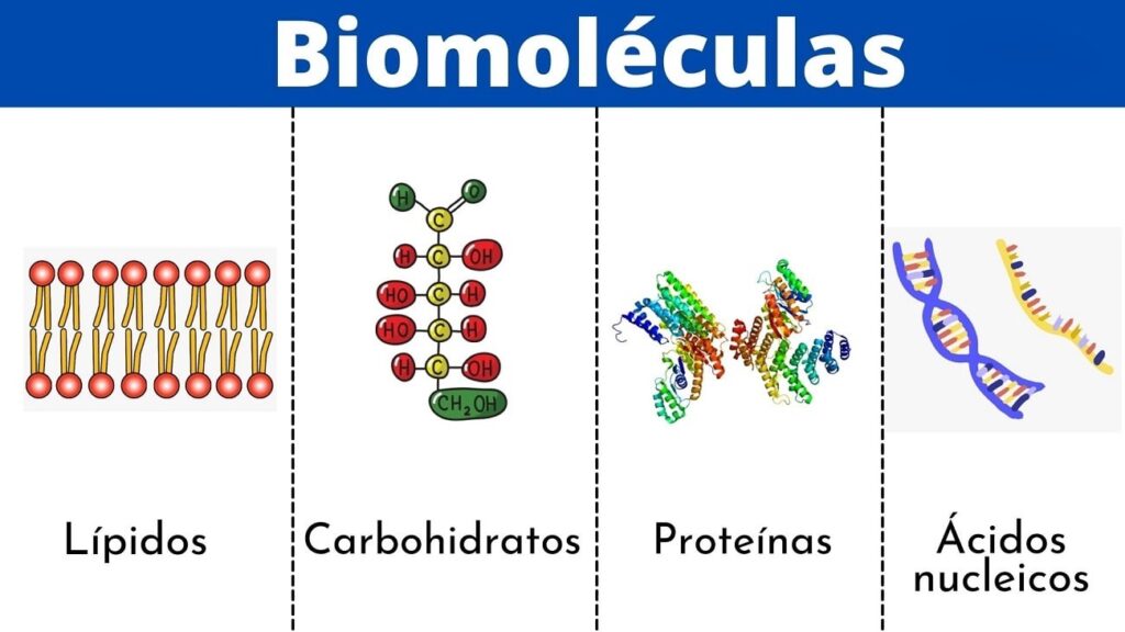 Las biomoleculas cuadros comparativos