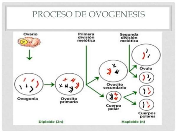 Ovogenesis proceso