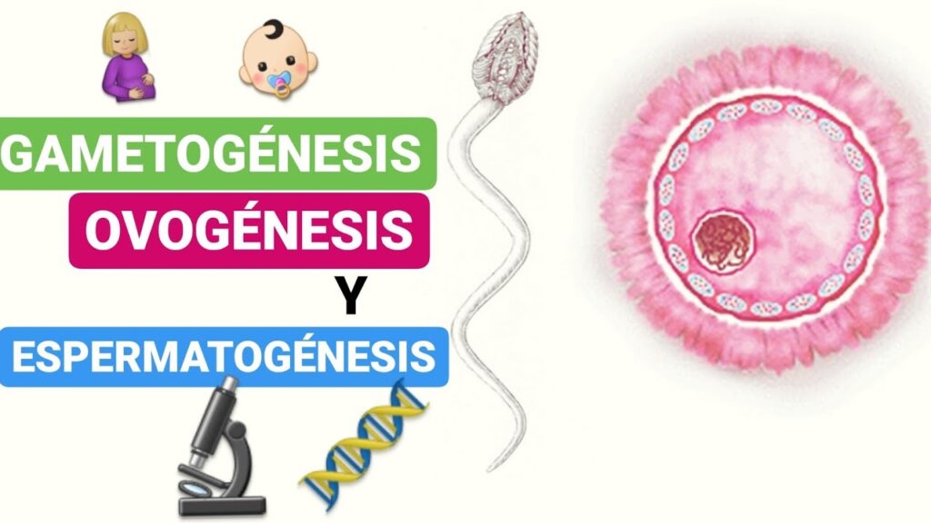 Ovogenesis y espermatogenesis diferencias