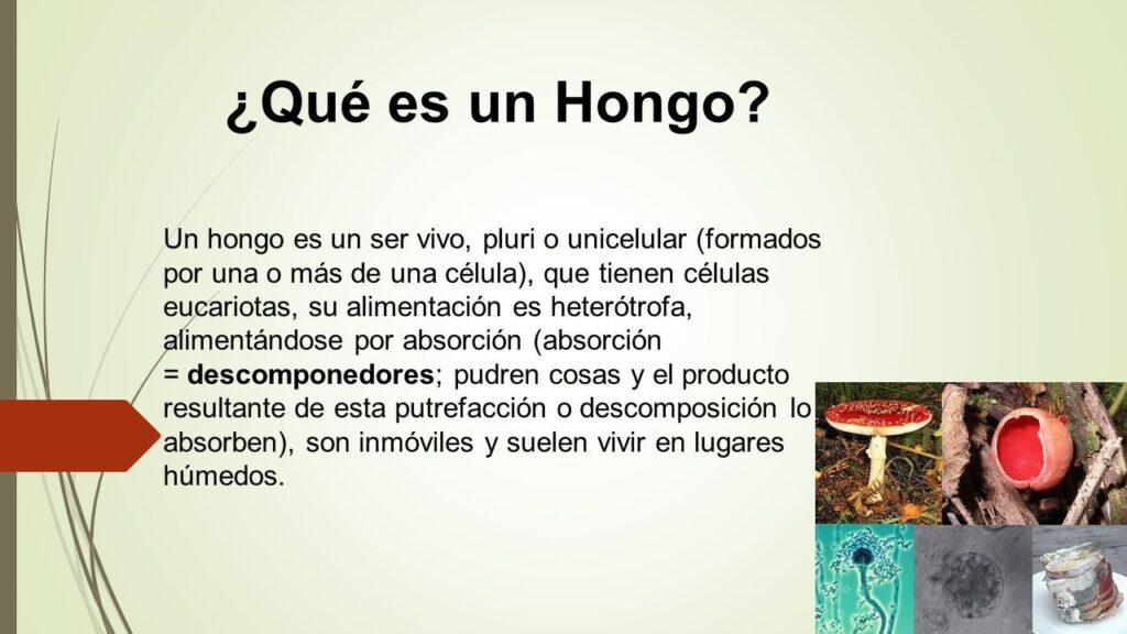 Que es un Hongo