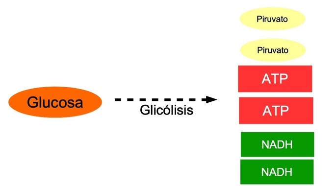 Respiracion aerobia primer fase