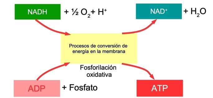 Respiracion aerobia tercera fase