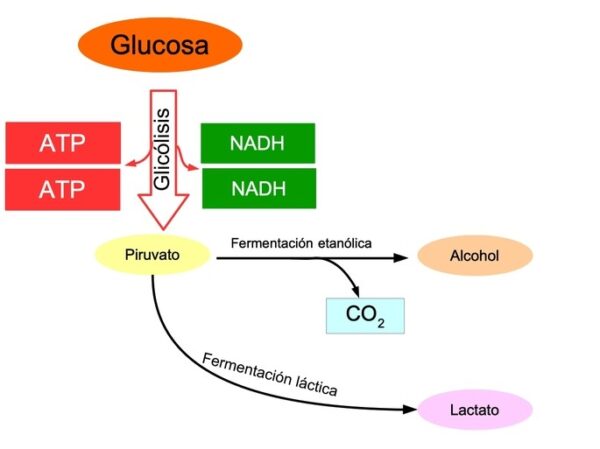 Respiración Anaerobia Y Aerobia Cuadros Comparativos Cuadro Comparativo 9546