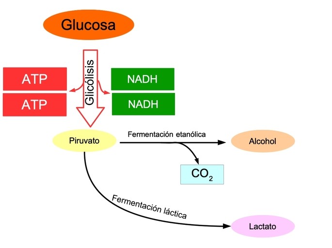 Respiracion anaerobia primer fase