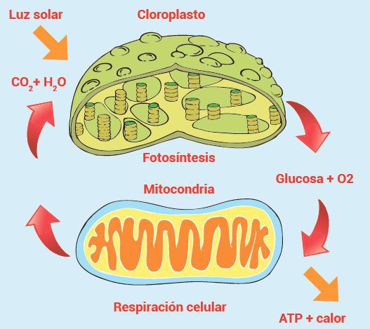 Respiracion celular y fotosintesis imagen