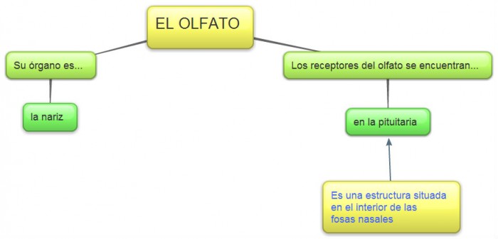 Sentido del Olfato cuadro sinoptico