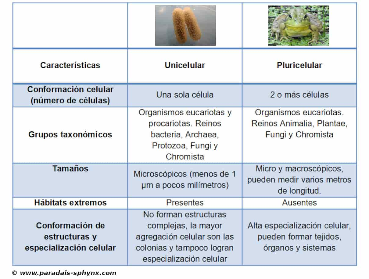 Organismos Unicelulares Y Pluricelulares Características Y Cuadros