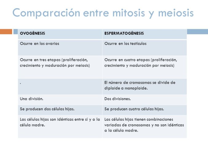 ovogenesis Espermatogenesis en Cuadro Comparativos