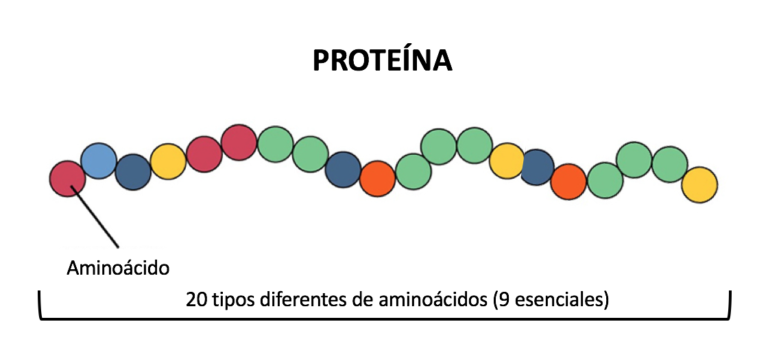 Proteínas Definición Tipos Y Características En Cuadros Comparativos Cuadro Comparativo 5257